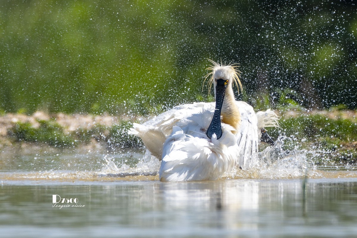 琵鹭嬉水（17）