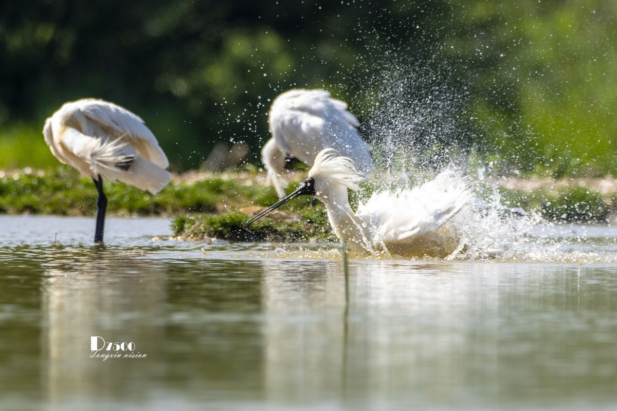 琵鹭嬉水（17）