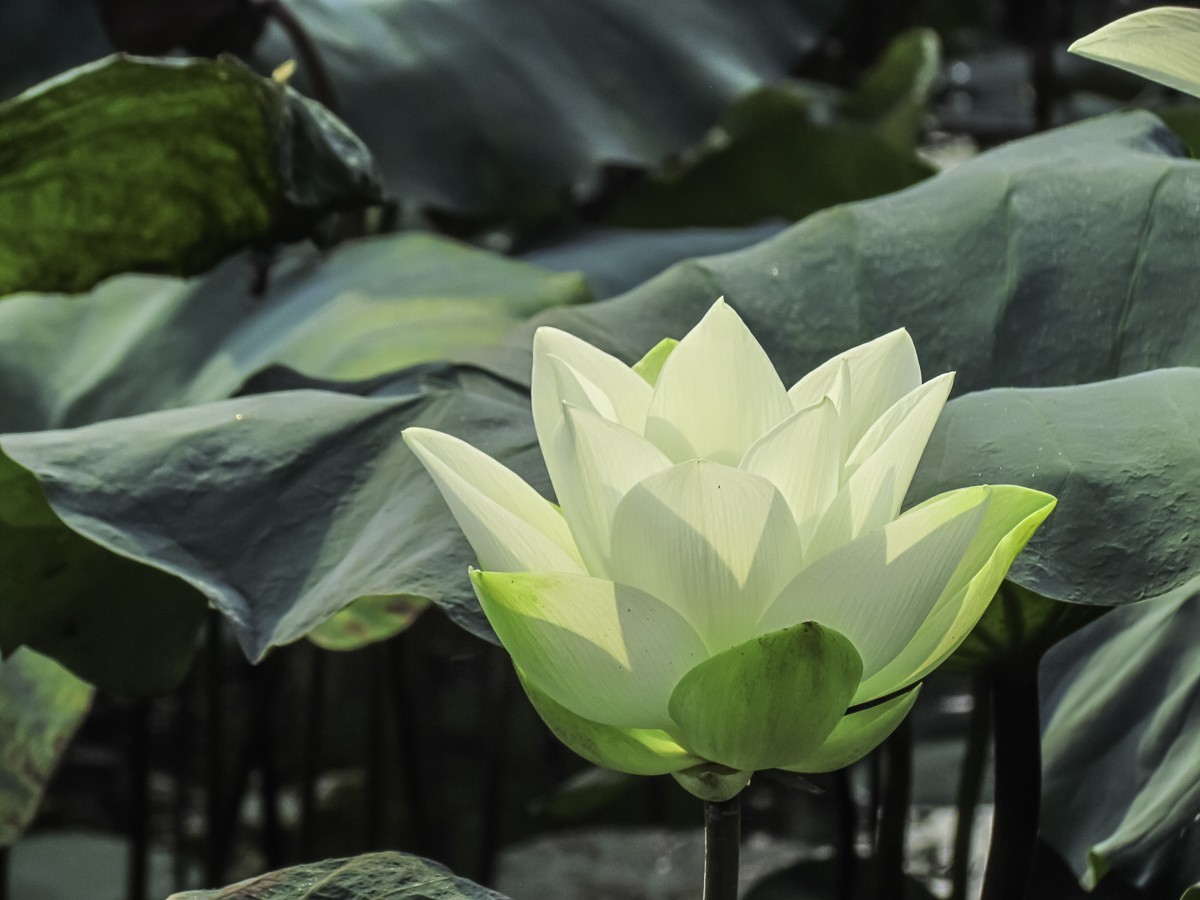 荷花