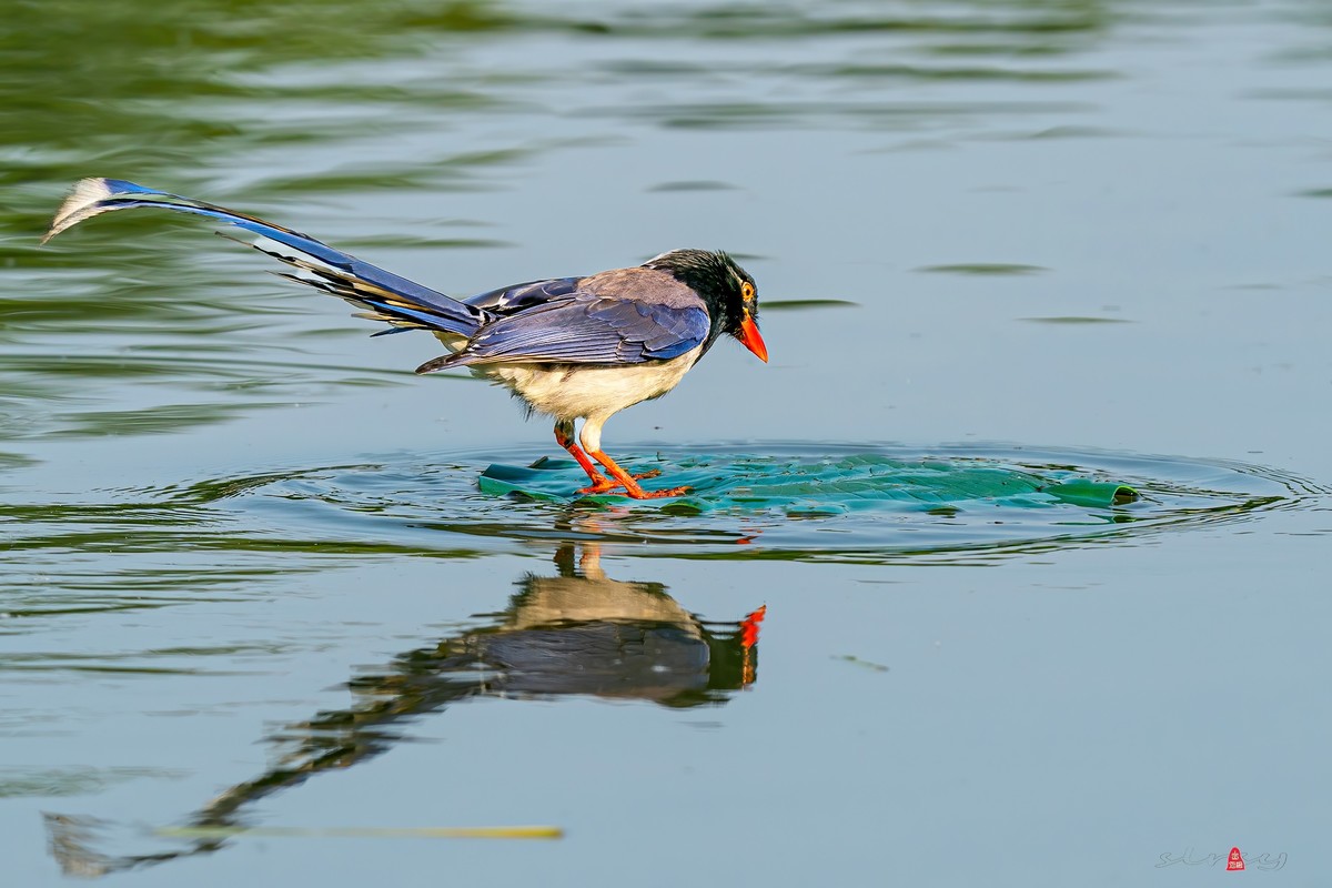 红嘴蓝鹊（三、呆鸟）