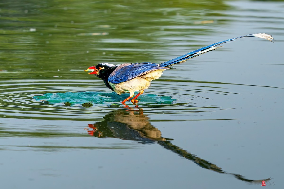 红嘴蓝鹊（三、呆鸟）