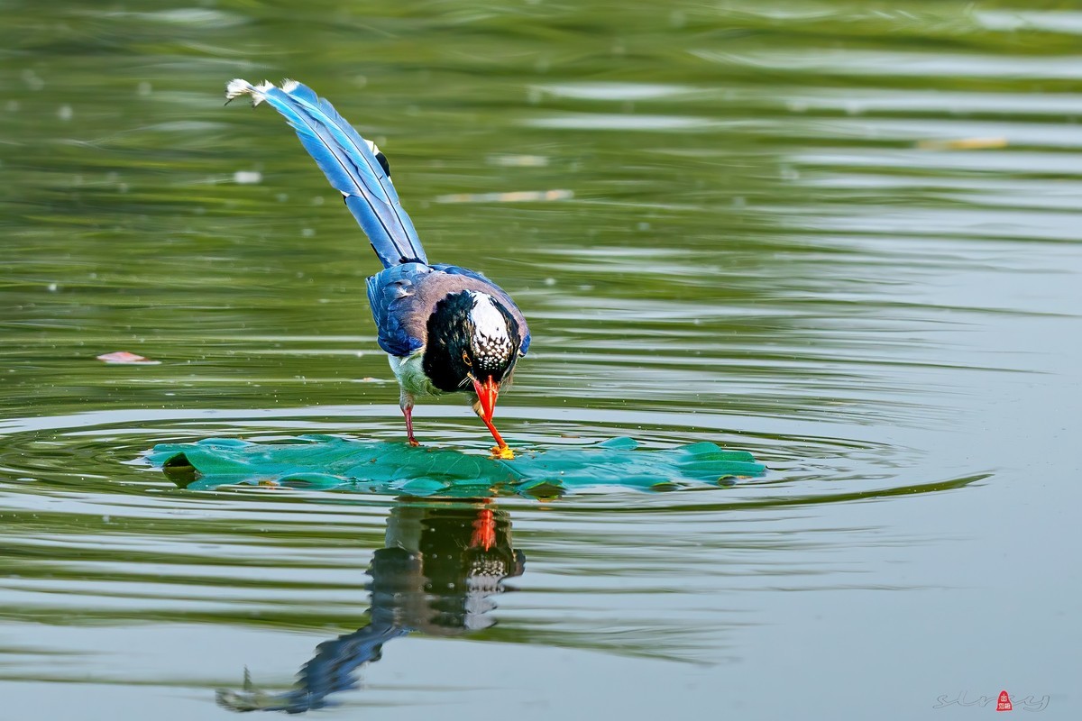 红嘴蓝鹊（三、呆鸟）