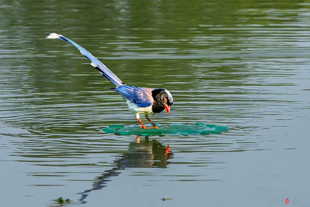 红嘴蓝鹊（三、呆鸟）