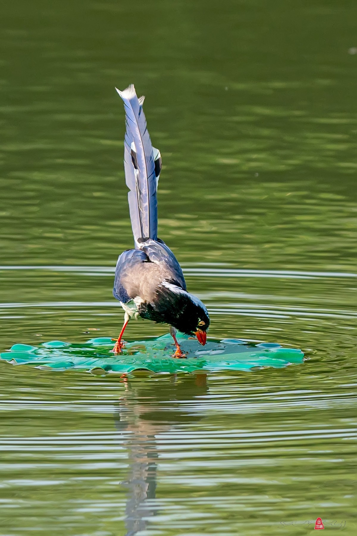 红嘴蓝鹊（三、呆鸟）