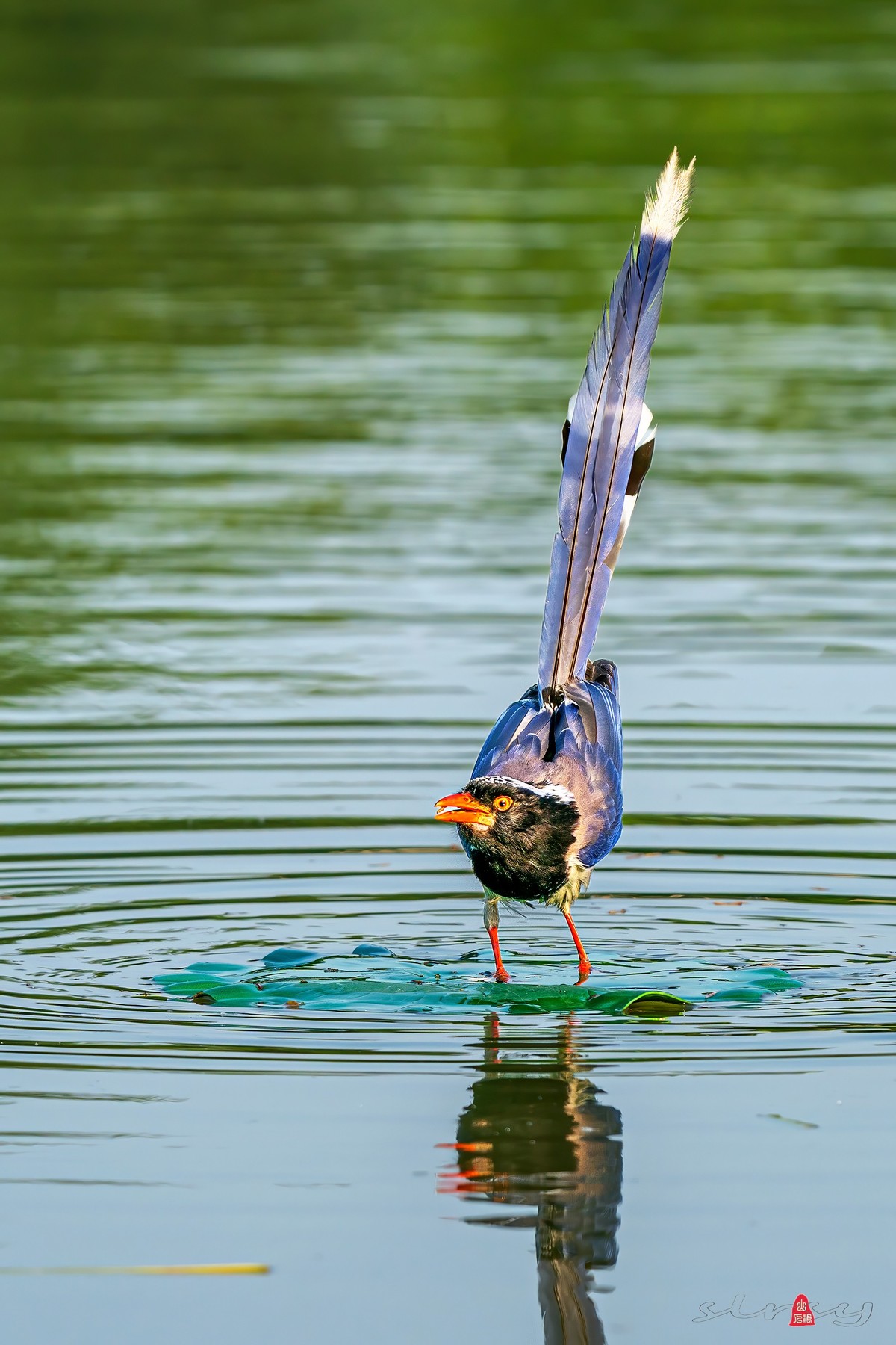 红嘴蓝鹊（三、呆鸟）