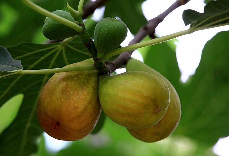 W-02【不老松：纪实摄影】无花果！