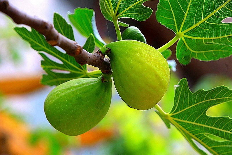 W-02【不老松：纪实摄影】无花果！