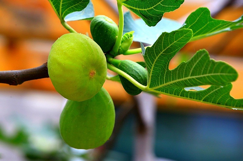 W-02【不老松：纪实摄影】无花果！