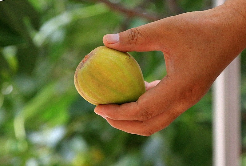 W-02【不老松：纪实摄影】无花果！