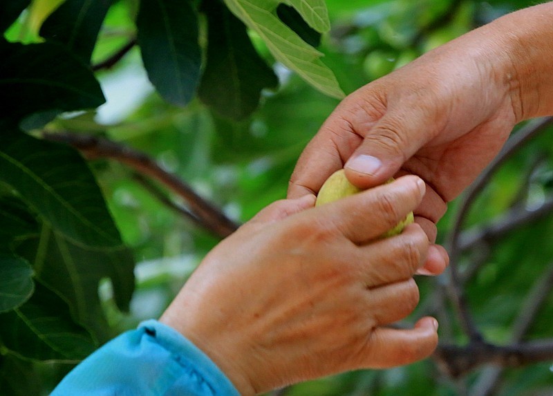 W-02【不老松：纪实摄影】无花果！