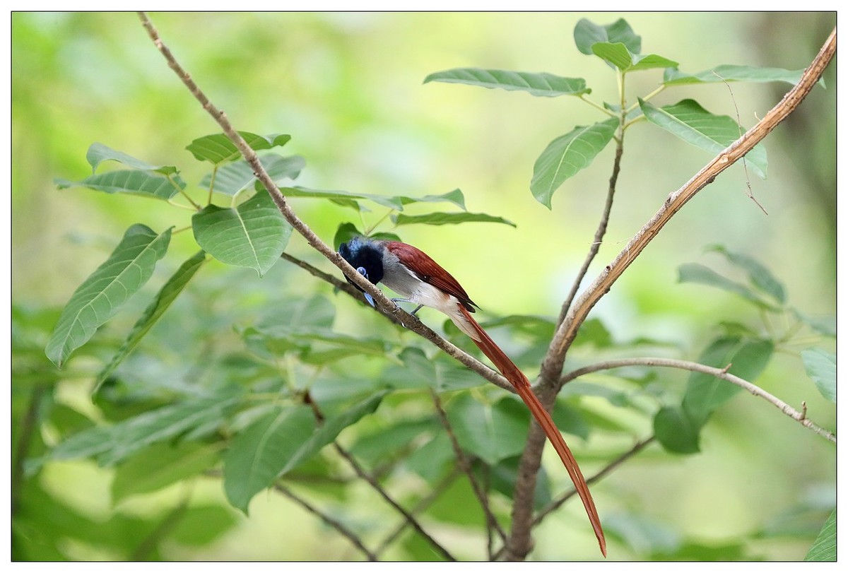 来一组小清新：林中绶带鸟
