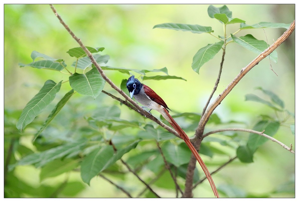 来一组小清新：林中绶带鸟