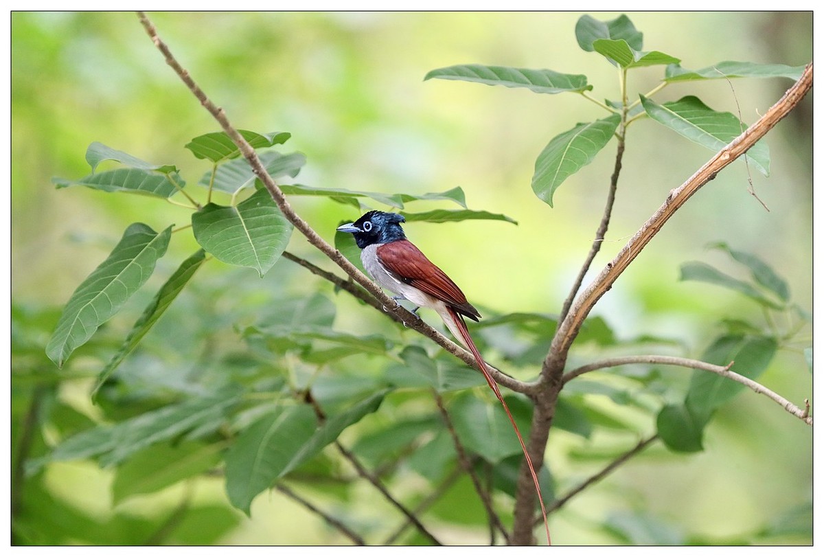 来一组小清新：林中绶带鸟