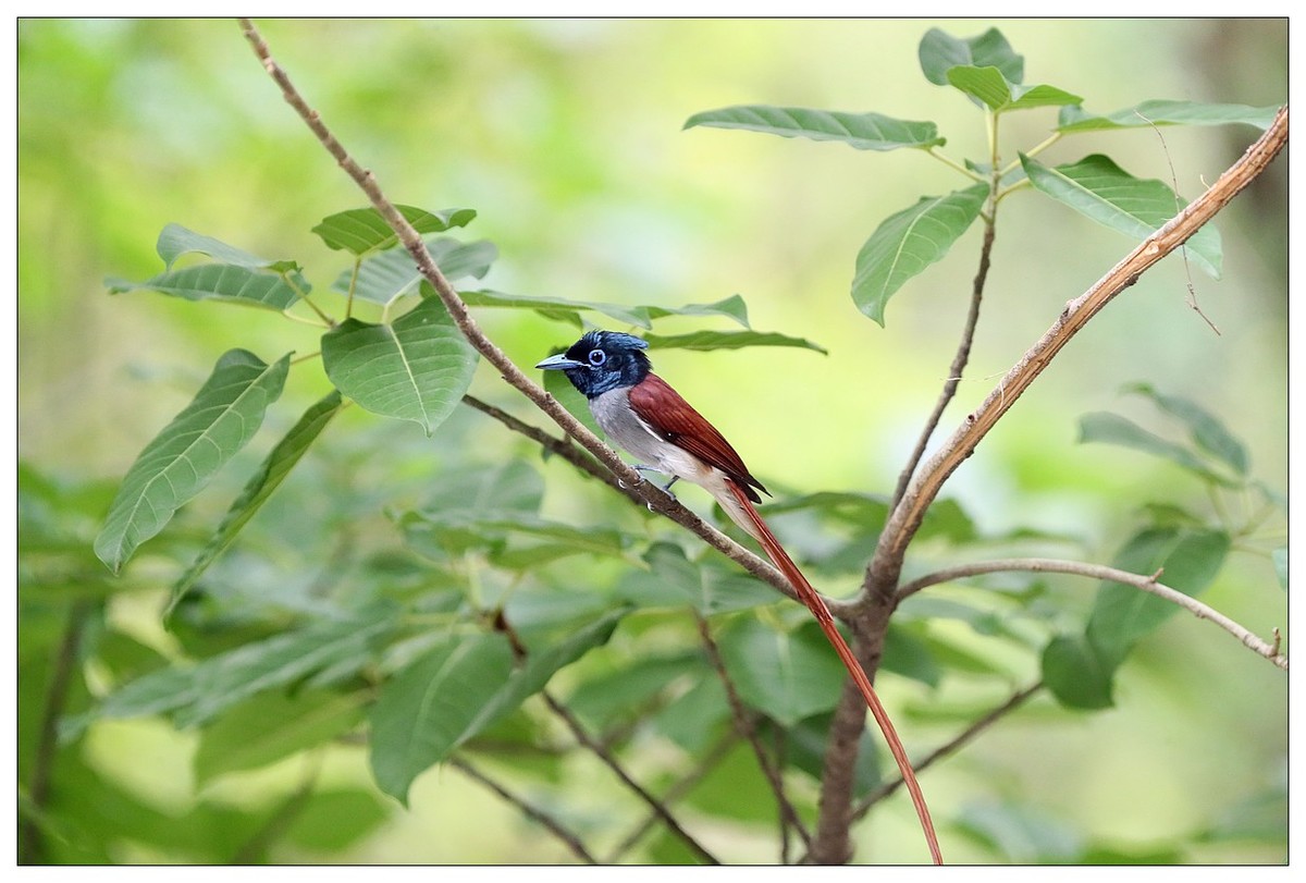 来一组小清新：林中绶带鸟