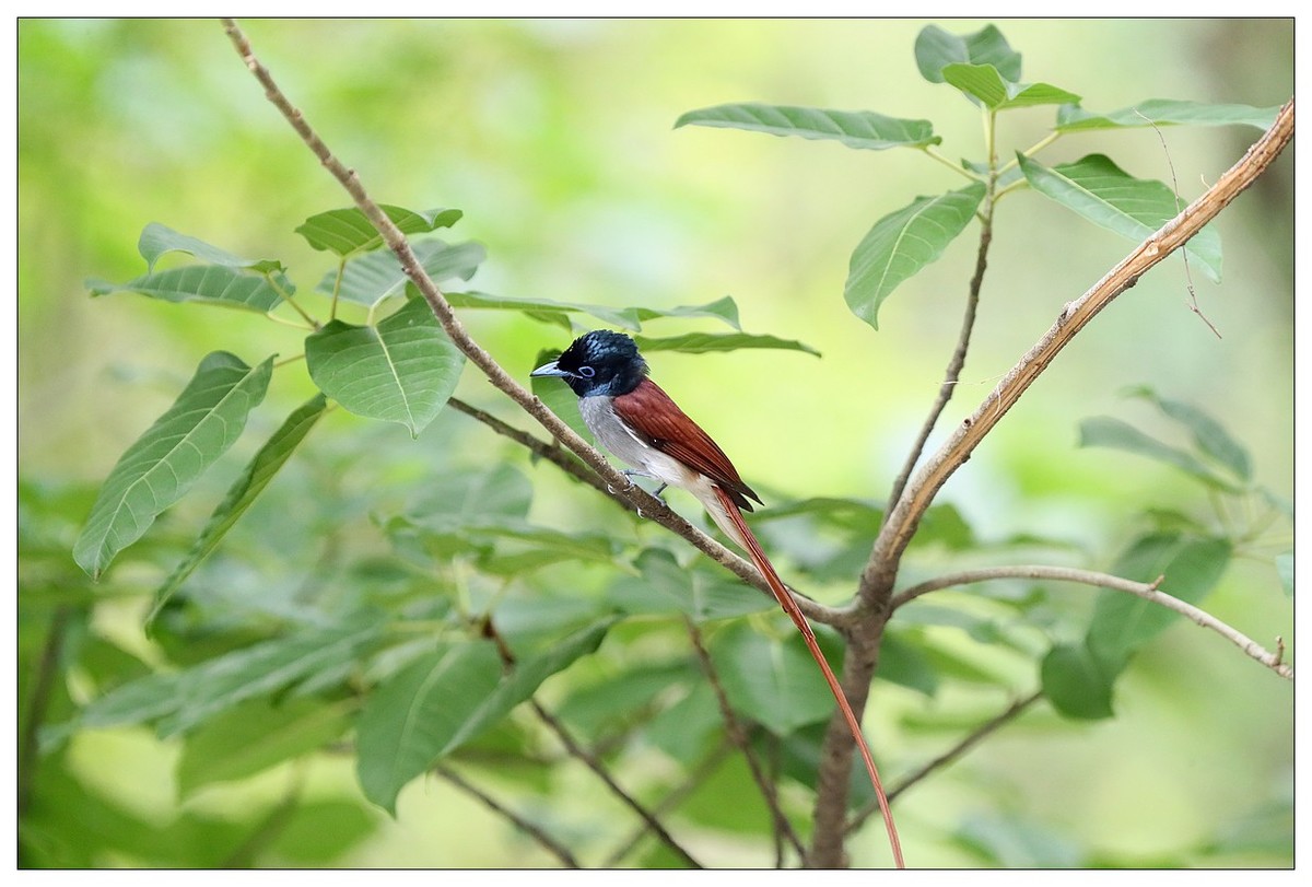 来一组小清新：林中绶带鸟