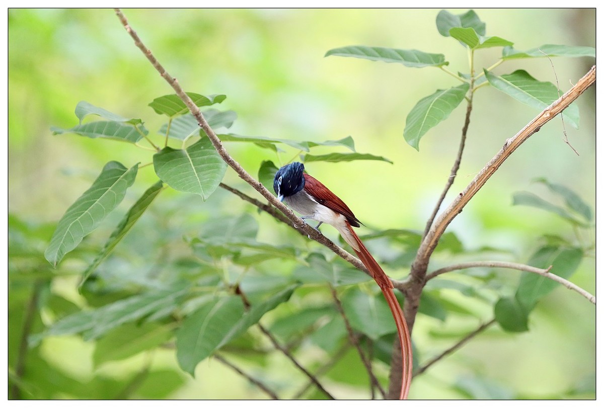 来一组小清新：林中绶带鸟