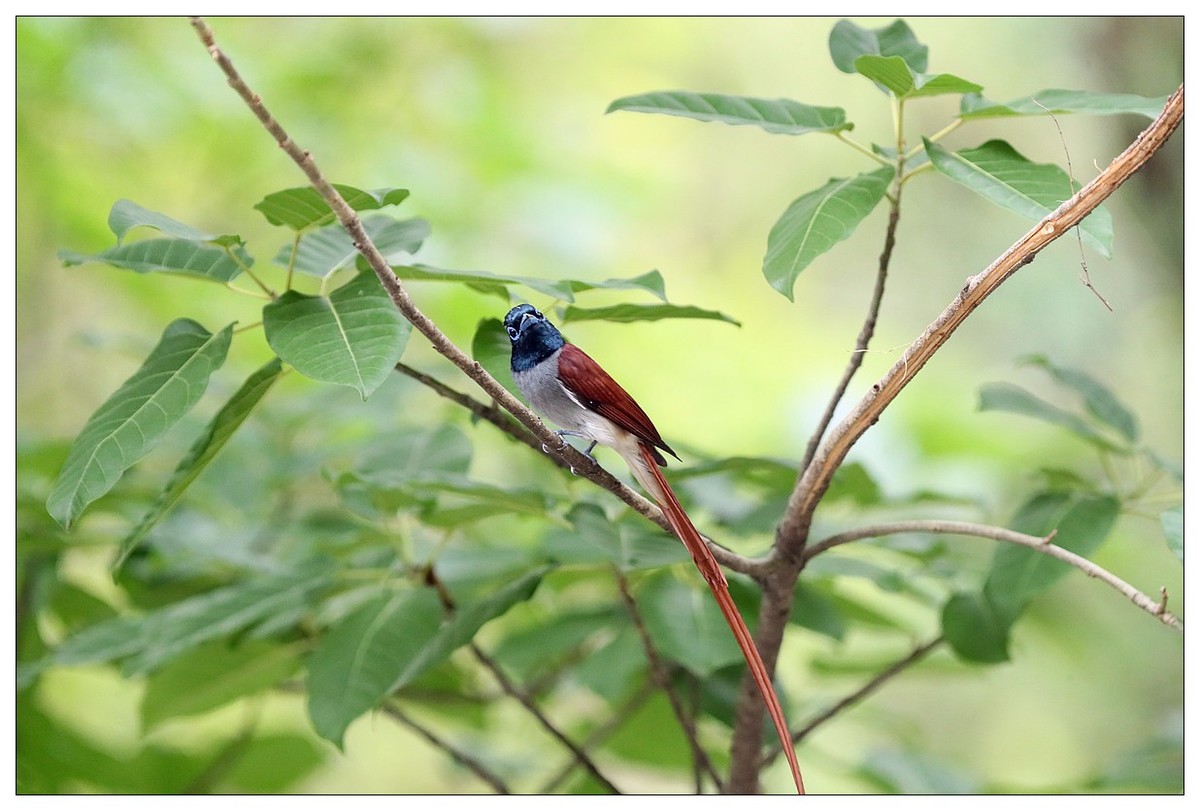 来一组小清新：林中绶带鸟