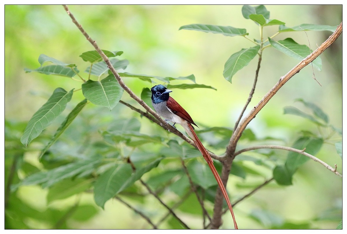 来一组小清新：林中绶带鸟