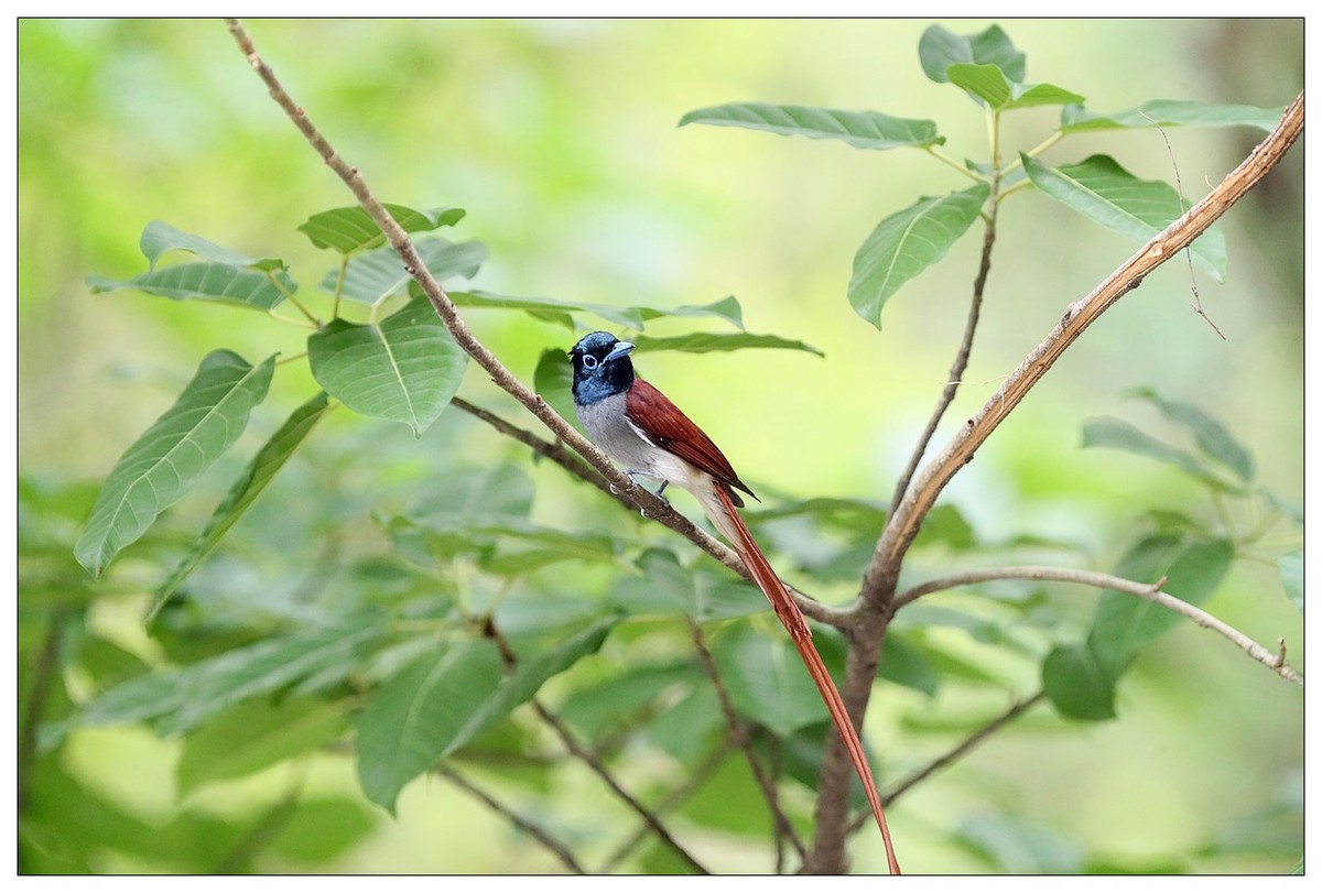 来一组小清新：林中绶带鸟