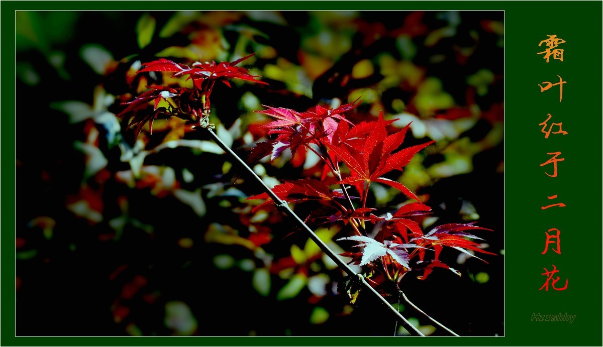 霜叶红于二月花（2023292）