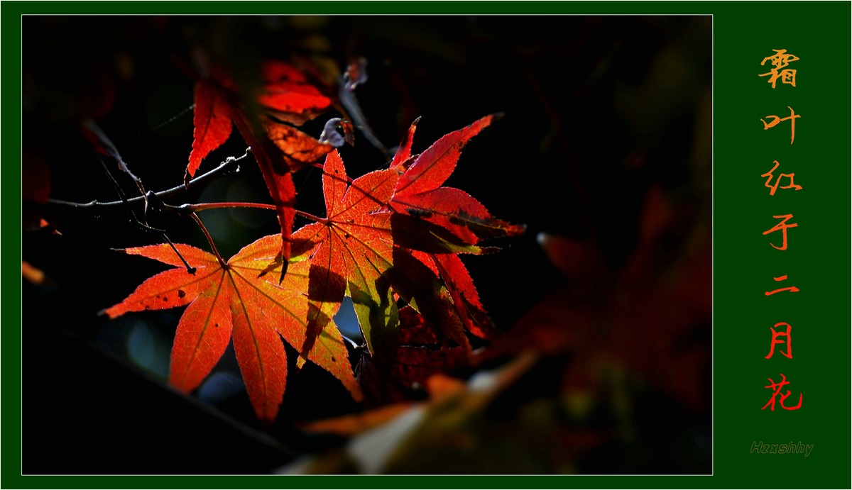霜叶红于二月花（2023292）