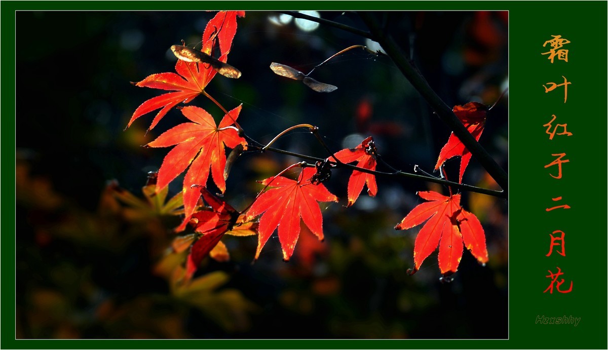霜叶红于二月花（2023292）