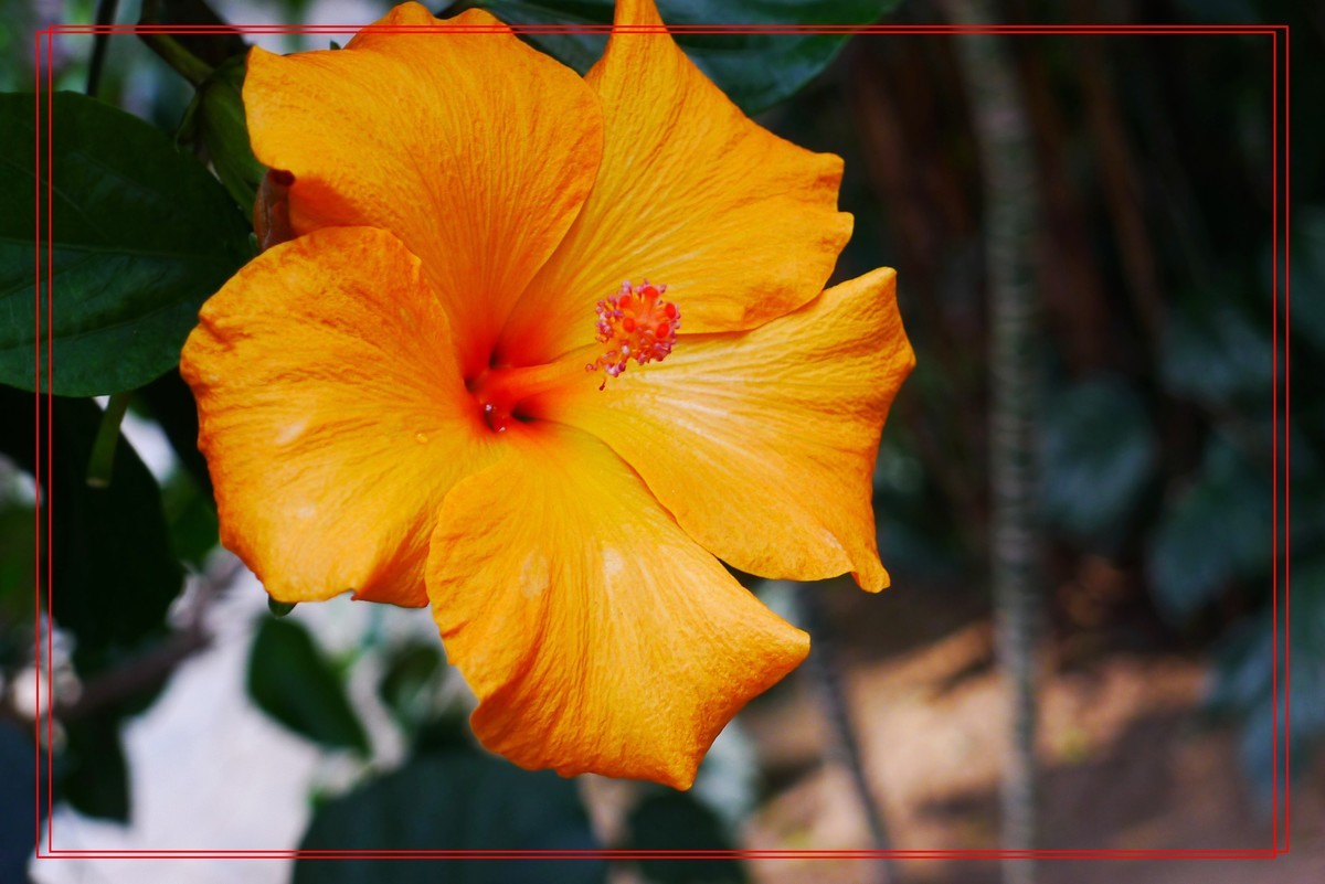 花开富贵贺新年A