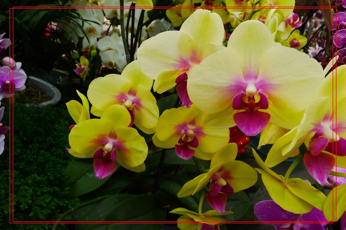 花开富贵贺新年A