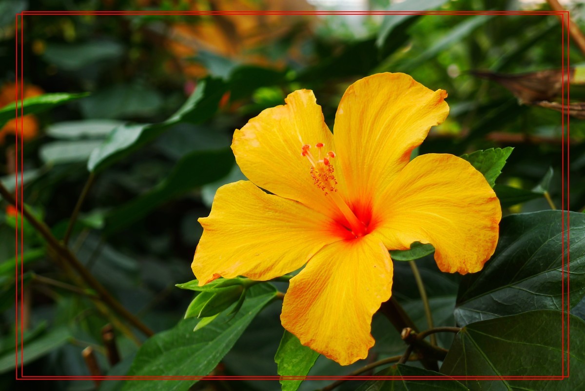 花开富贵贺新年A