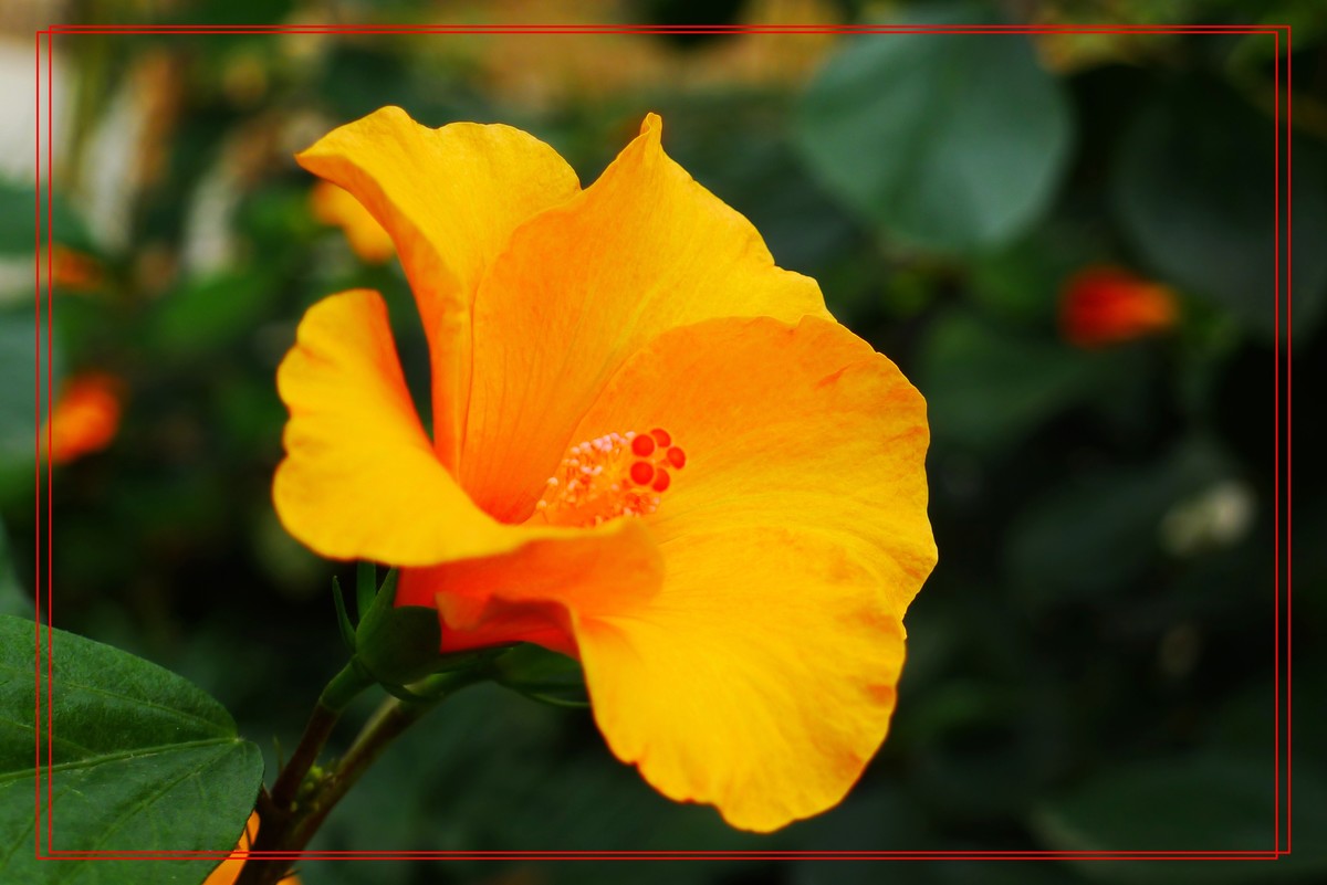 花开富贵贺新年A