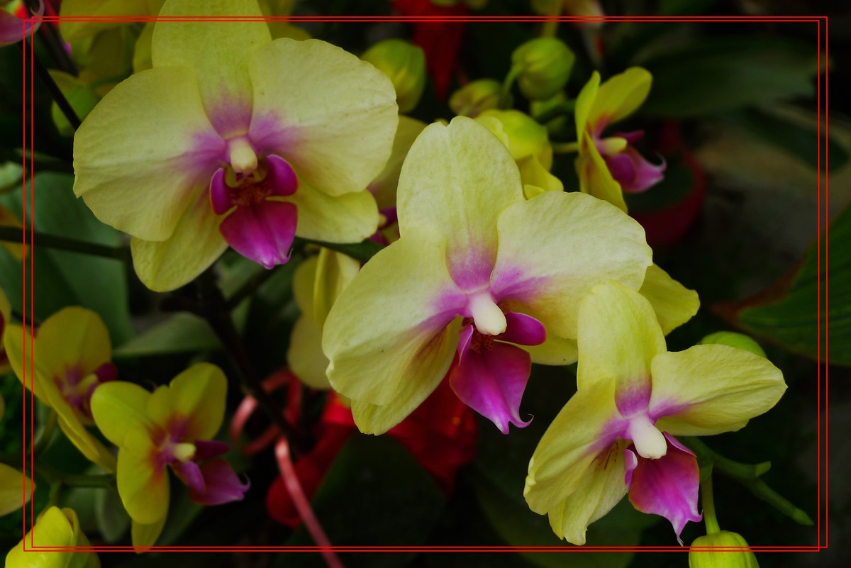 花开富贵贺新年A