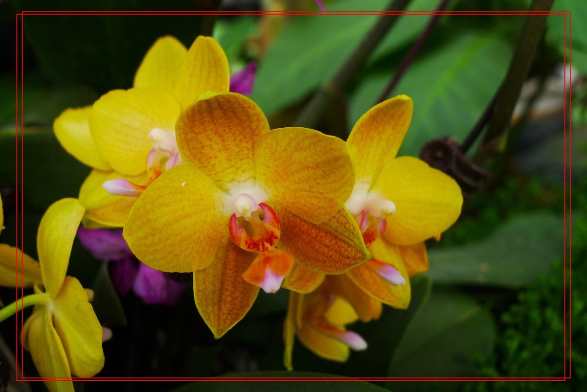 花开富贵贺新年A