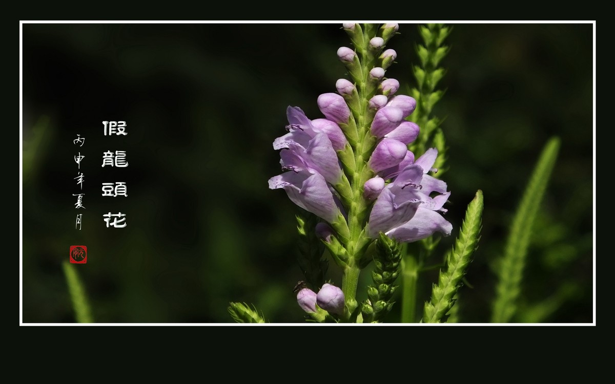 一组假龙头花贺 龙年元宵节