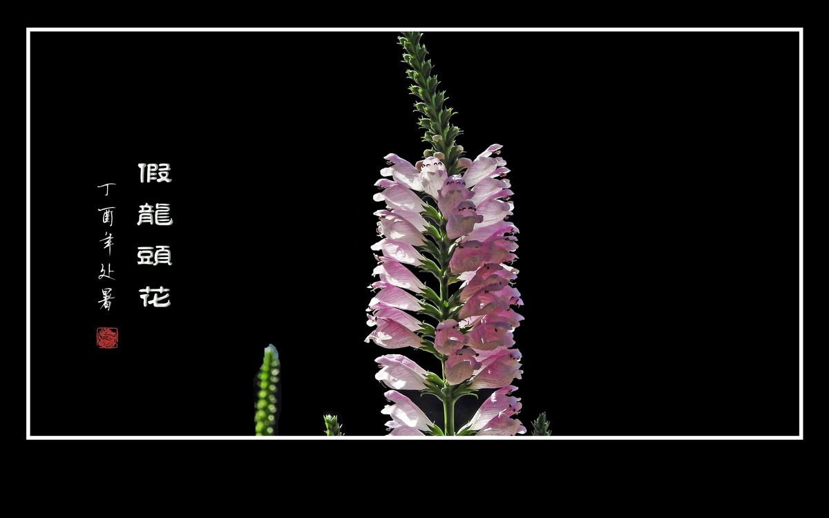 一组假龙头花贺 龙年元宵节