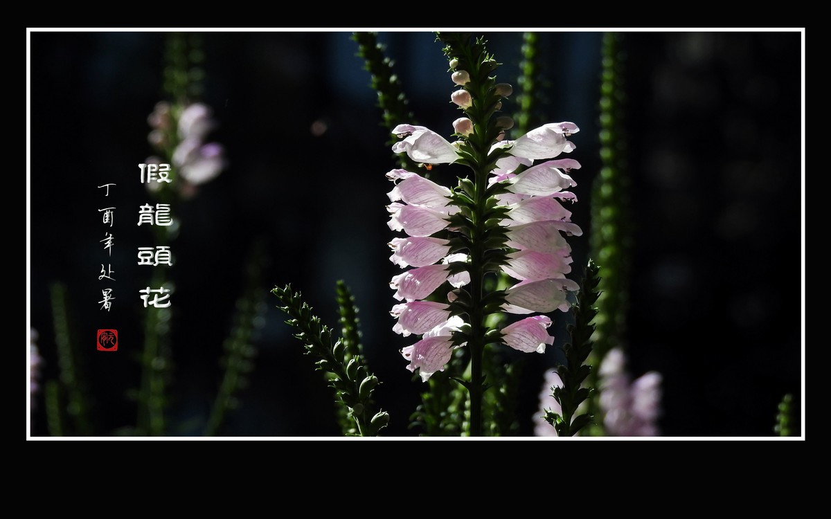 一组假龙头花贺 龙年元宵节