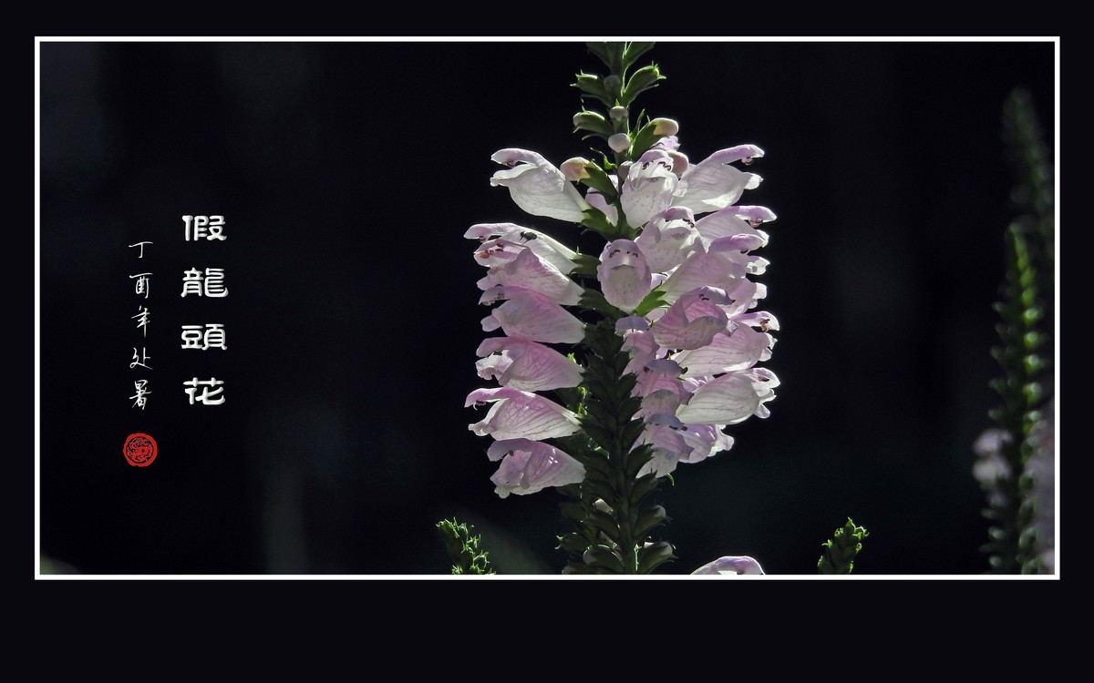 一组假龙头花贺 龙年元宵节