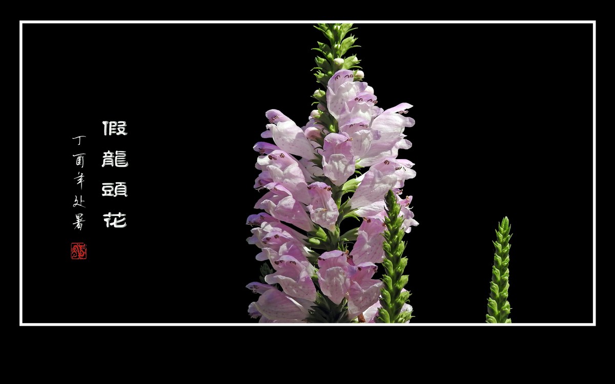 一组假龙头花贺 龙年元宵节