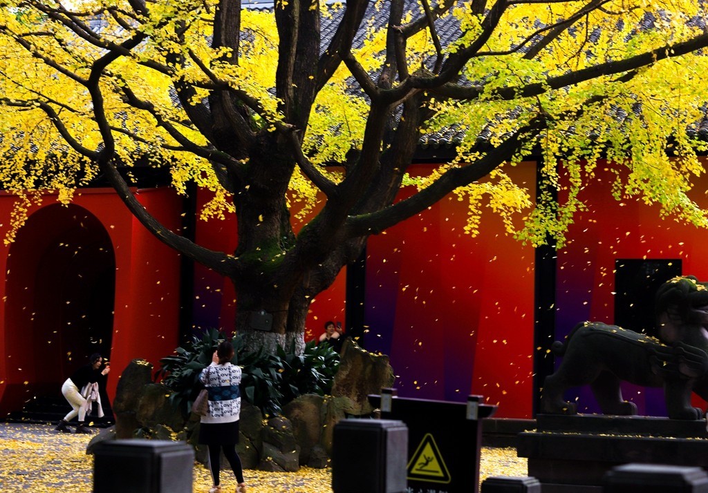 2023年成都武侯祠银杏季节