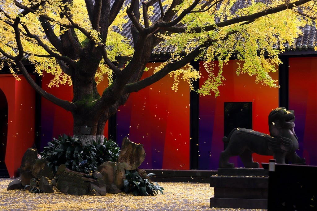 2023年成都武侯祠银杏季节