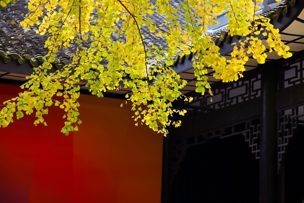 2023年成都武侯祠银杏季节