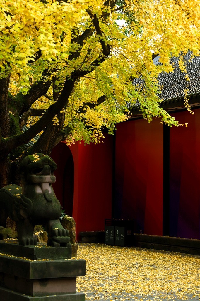 2023年成都武侯祠银杏季节