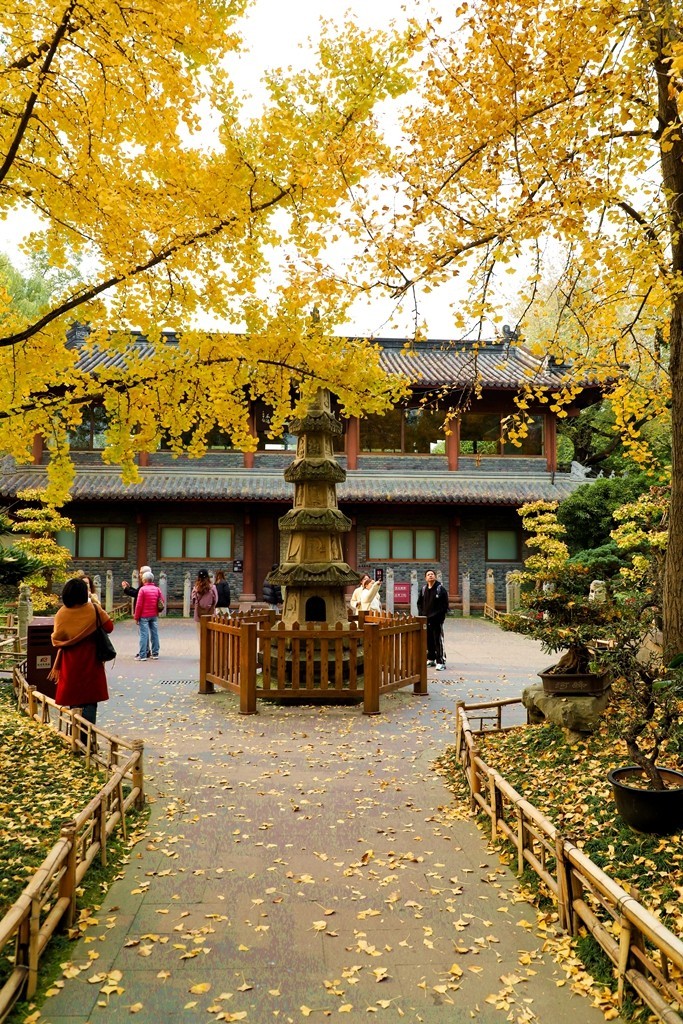 2023年成都武侯祠银杏季节