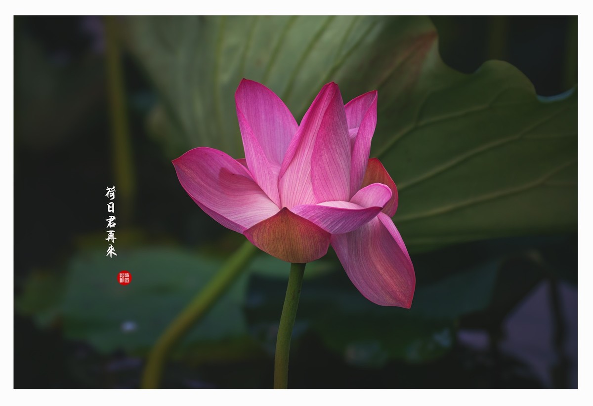 “荷”日君再来