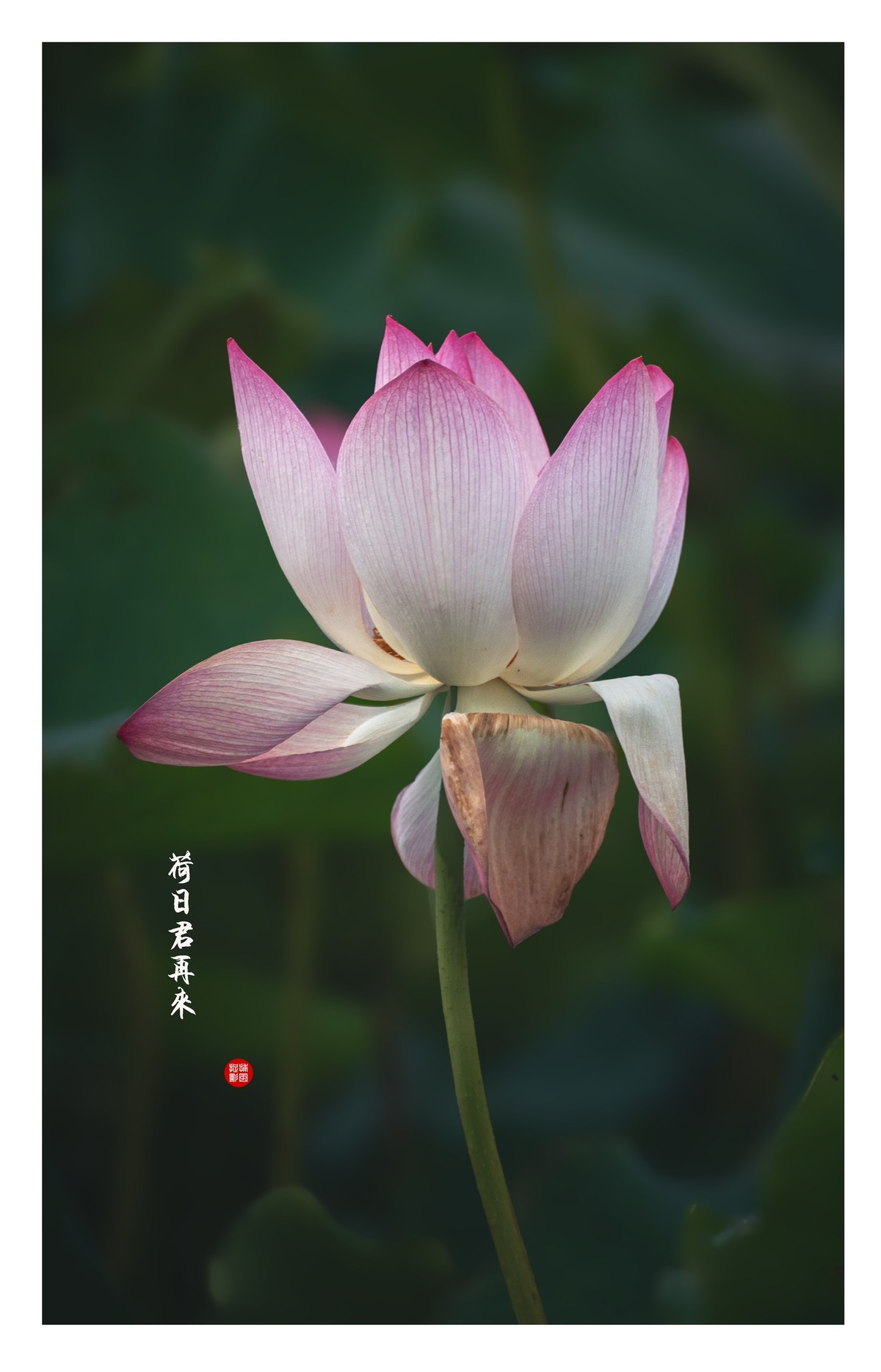 “荷”日君再来