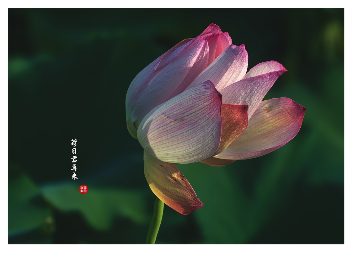 “荷”日君再来