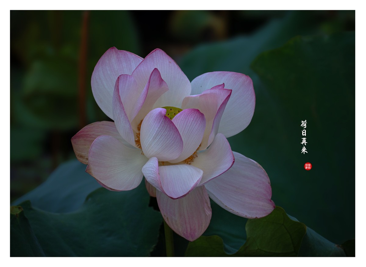 “荷”日君再来