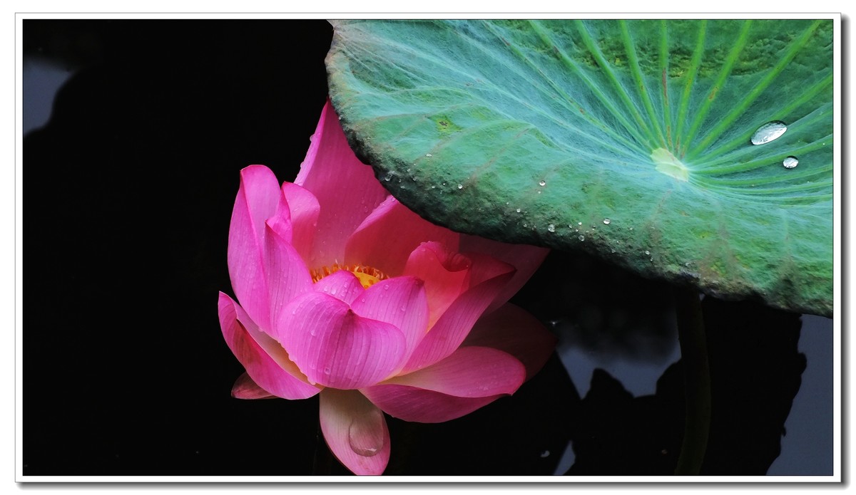 2024 秋后残荷(4)