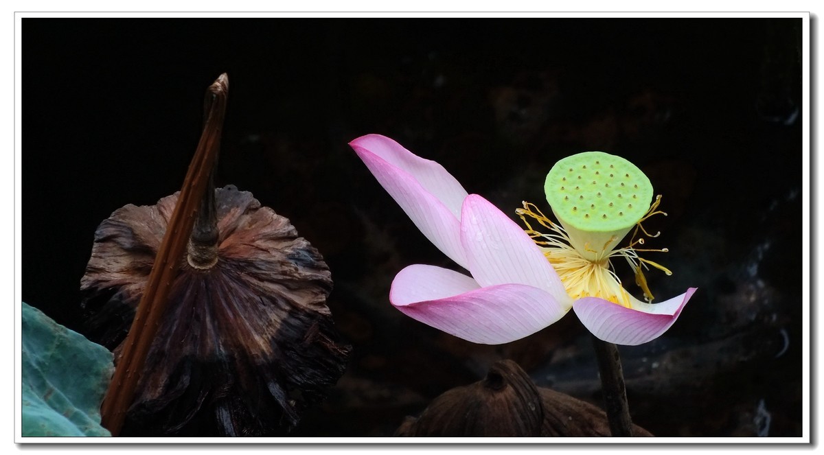 2024 秋后残荷(4)