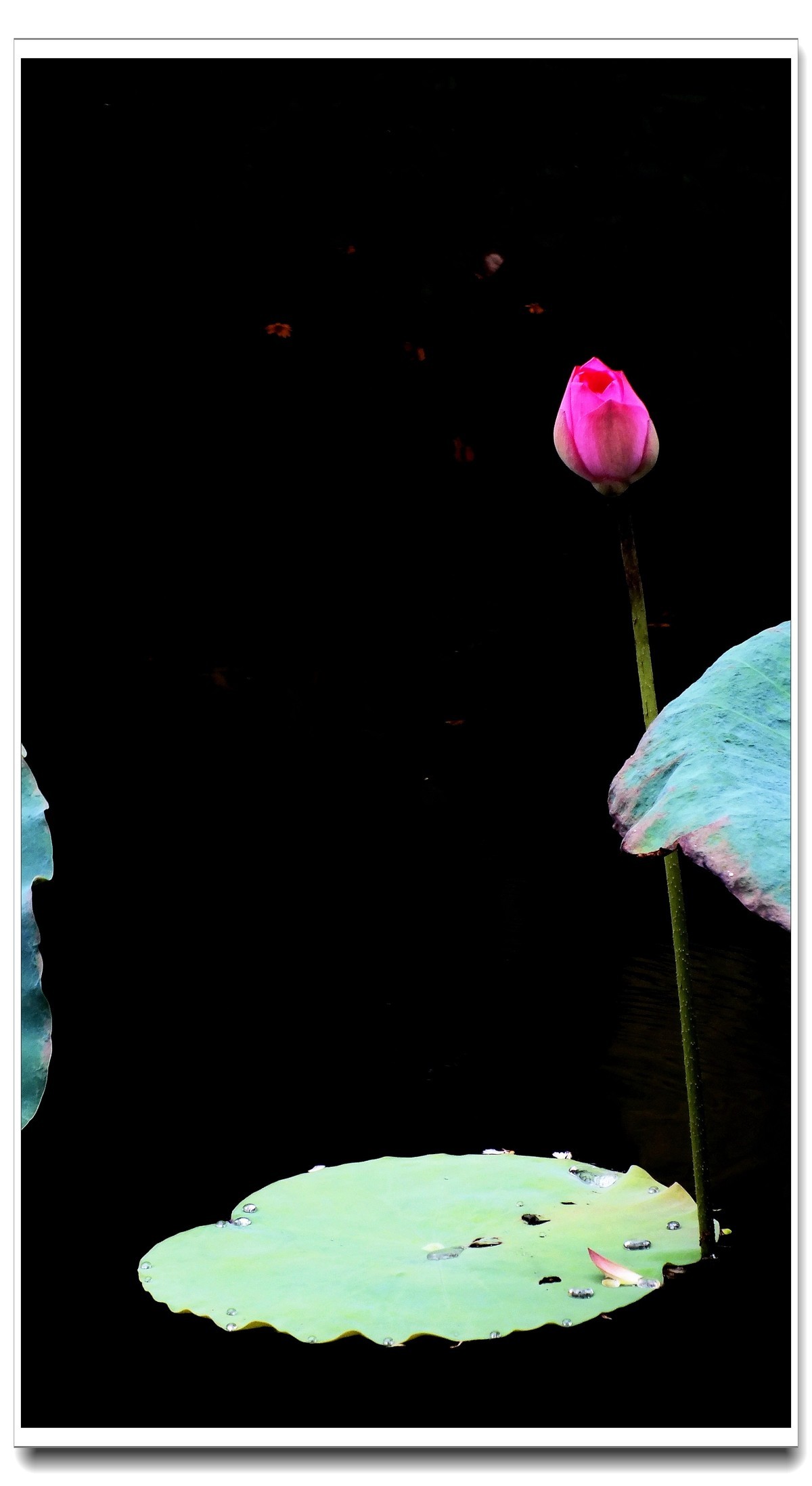 2024 秋后残荷(4)