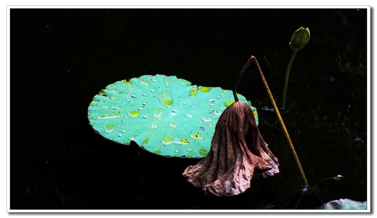 2024 秋后残荷(4)